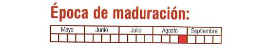 La poca de maduracin es la cuarta semana de agosto.