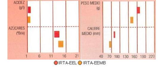 Los resultados de los ensayos del IRTA en Lleida y Mas Badia muestran los siguientes parmetros de calidad  contenido en azcares elevado y bajo en cidos. El calibre es medio alto.
