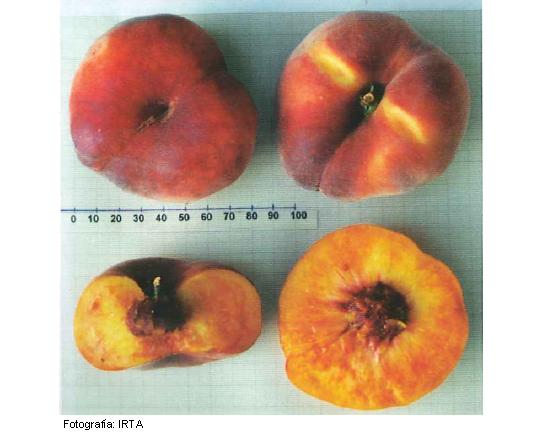 Imagen del fruto de la variedad Ornella cov.