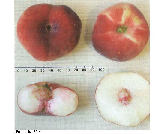 Imagen de fruto de la variedad Pink ring.