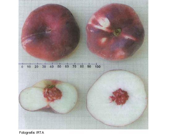 Imagen del fruto de la variedad Platibelle cov