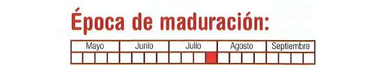 La poca de maduracin es en la cuarta semana de Julio.
