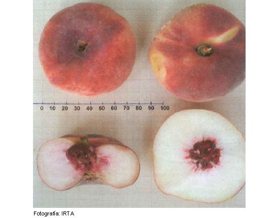 Imagen del fruto de la variedad Regalcake28.1