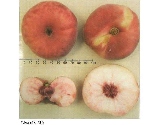 Imagen del fruto de la variedad Regalcake31