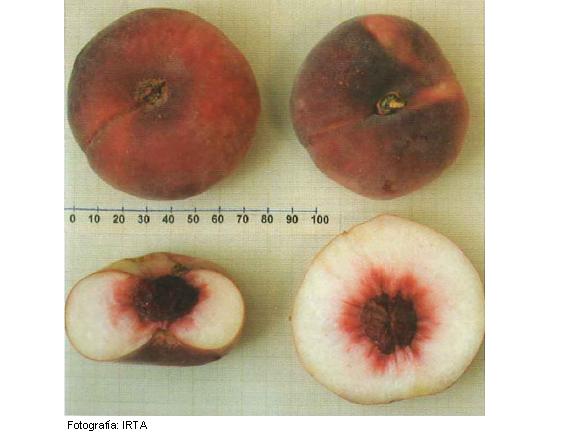 Imagen del fruto de la variedad Regalcake34