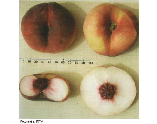 Imagen del fruto de la variedad Regalcake35