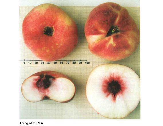 Imagen del fruto de la variedad Regalcake36
