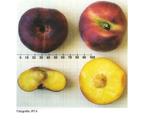 Imagen del fruto de la variedad Sweet Ring.