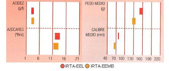 Los resultados de los ensayos del IRTA muestran un contenido en azcares alto, peso medio de 130 a 160 gramos y un calibre de 70 a 80 milmetros.