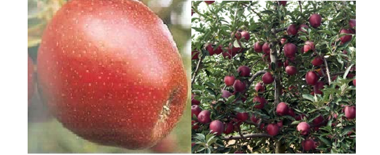 Imagen de fruto y fructificación de la variedad Early Red One®.