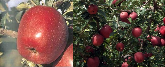 Imágenes de fruto y fructificación de la variedad Superchief ®