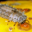Imagen de larva de Rhyzobius lophanthae