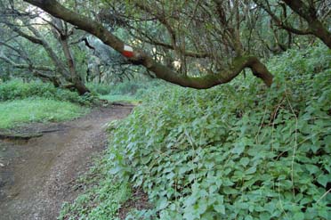 Camino Natural por los senderos tradicionales de El Hierro