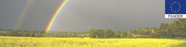 Arcoiris sobre un campo de flores amarillas