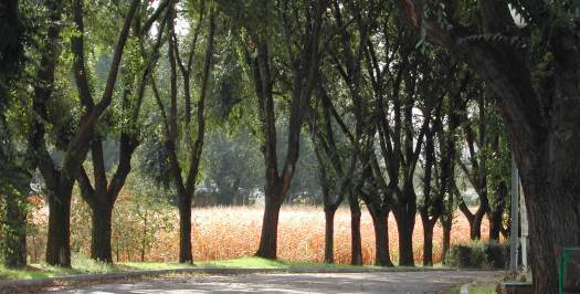 Imagen de una carretera rodeada de árboles