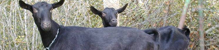 Imagen de cabras Murciano-granadinas