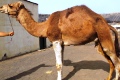 Camello canario