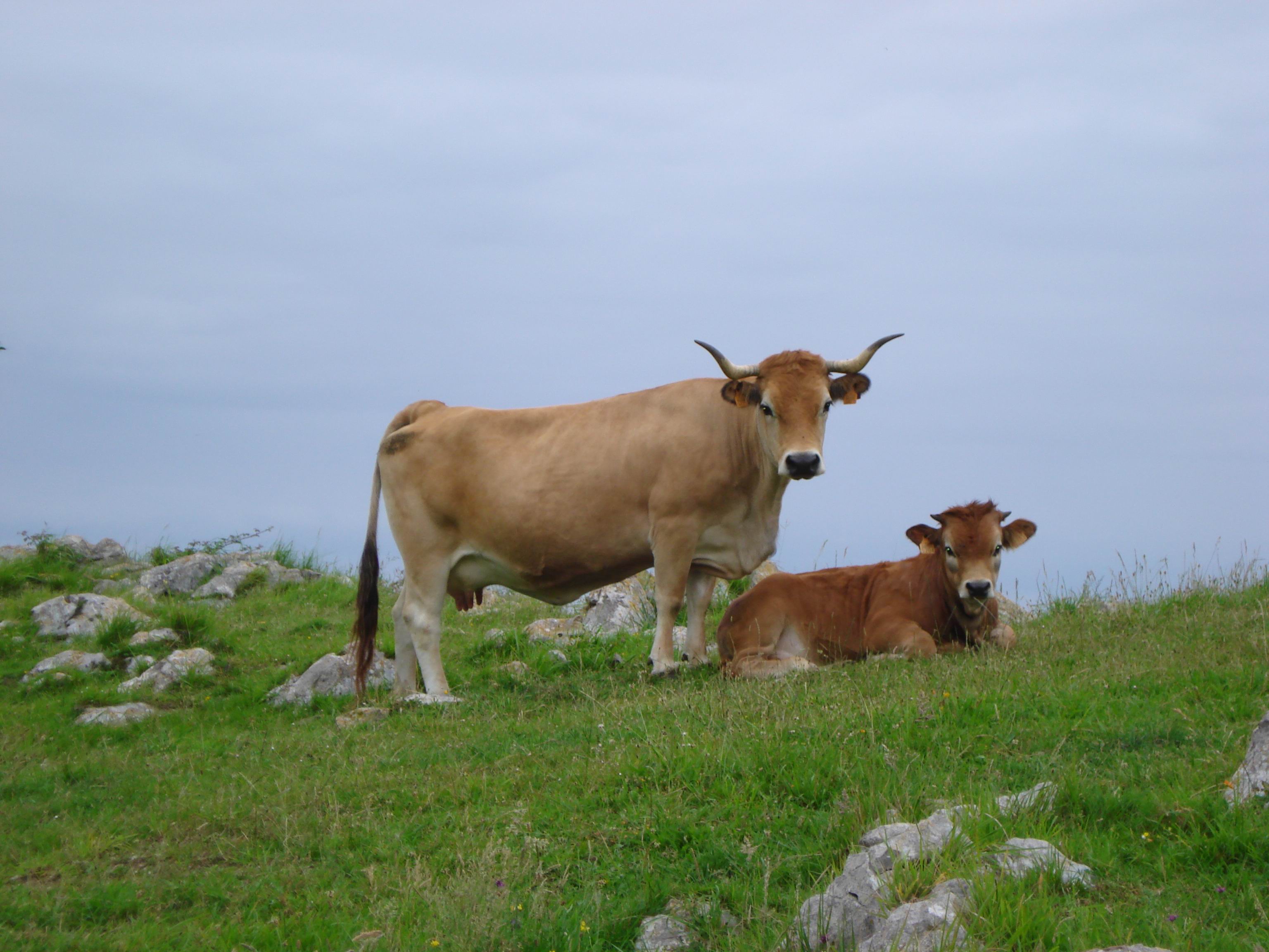 Autor: ASEAMO;
Año: 2009;
Sexo: Hembra;
Comentario: Vaca de la raza Asturiana de la Montaña