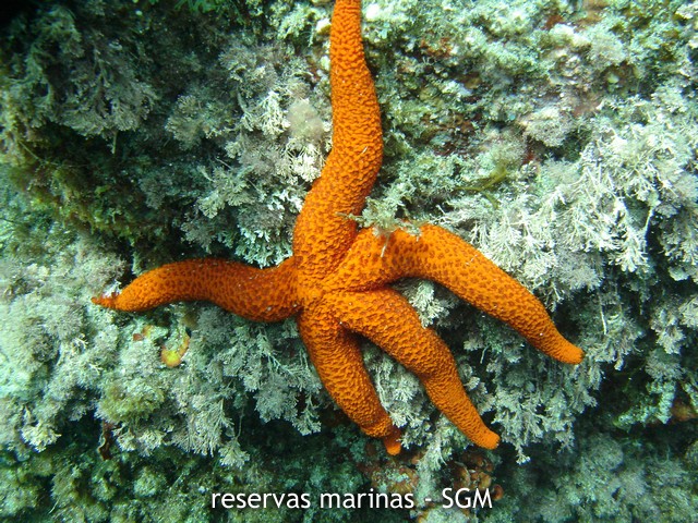 Autor: Ekosub Titulo: Estrella de mar naranja (Echinaster sepositus) 