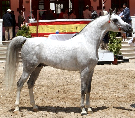 Imagen facilitada por la ASOCIACIÓN ESPAÑOLA DE CRIADORES DE CABALLOS ÁRABES (AECCA).