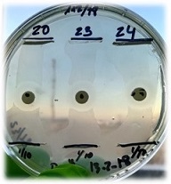 Prueba de la digitonina