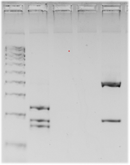 PCR tras la digestión enzimática