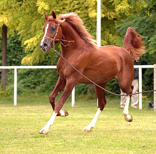 Imagen facilitada por la ASOCIACIÓN ESPAÑOLA DE CRIADORES DE CABALLOS ÁRABES (AECCA).