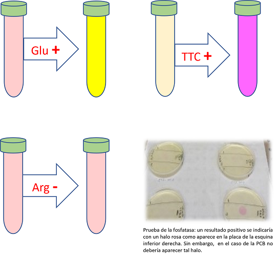 Pruebas bioquímicas
