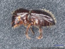 Euwallacea fornicatus foto