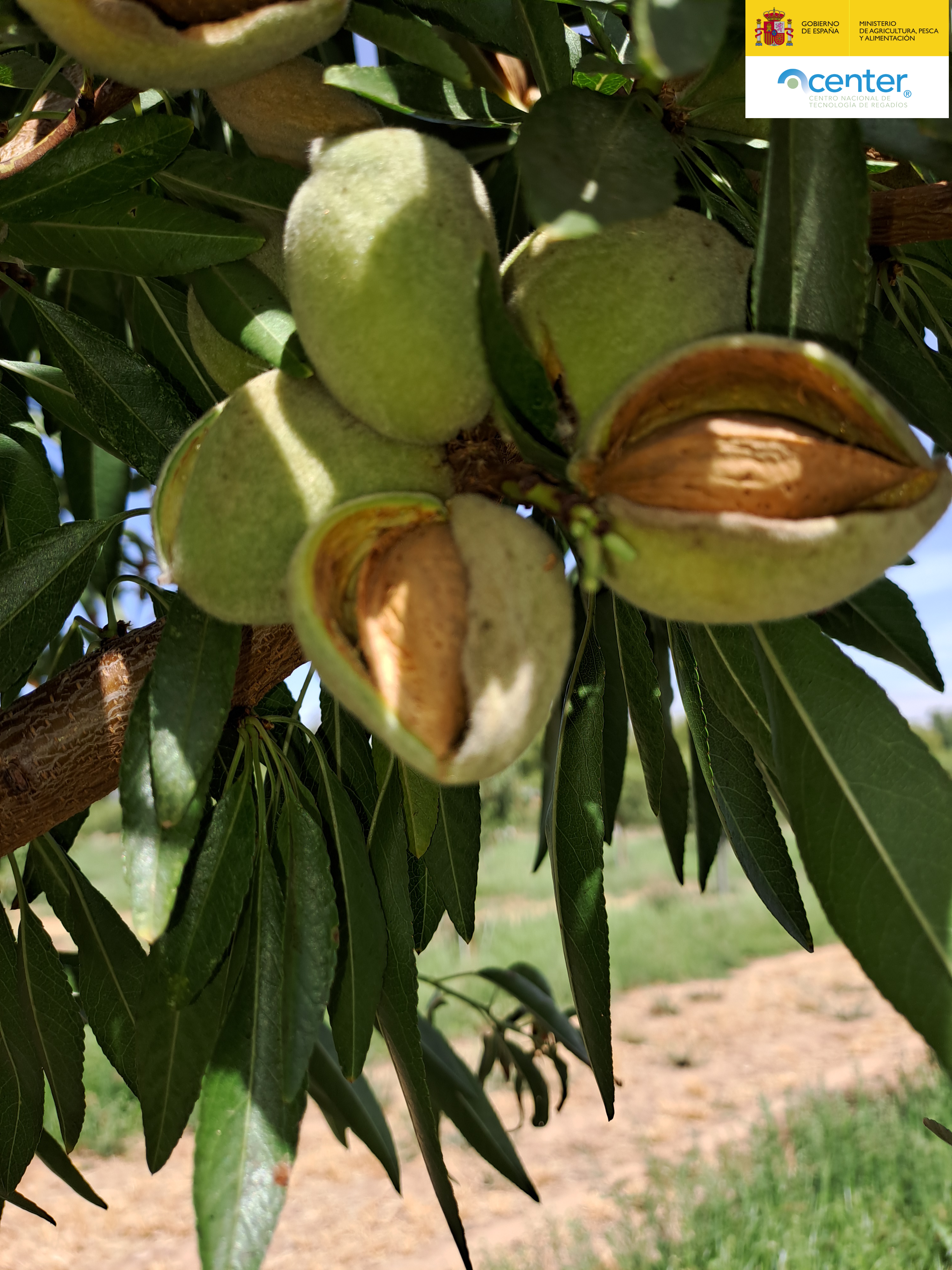 Estudio comparativo de sistemas de riego localizado subterráneo en una plantación de almendro