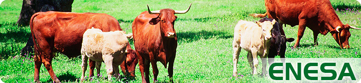 Ganado vacuno en dehesa