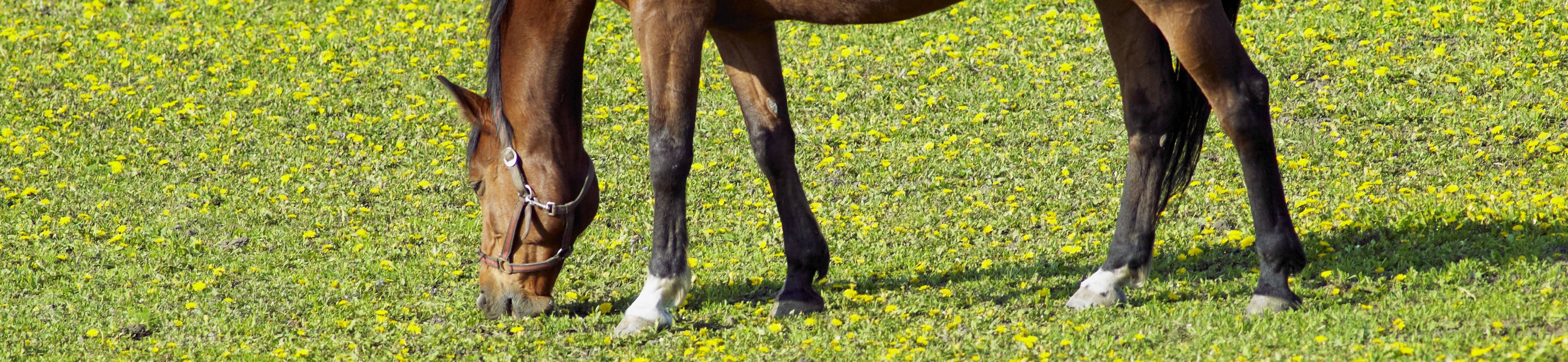 caballo granja