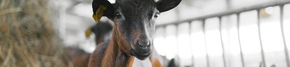 foto de cabra