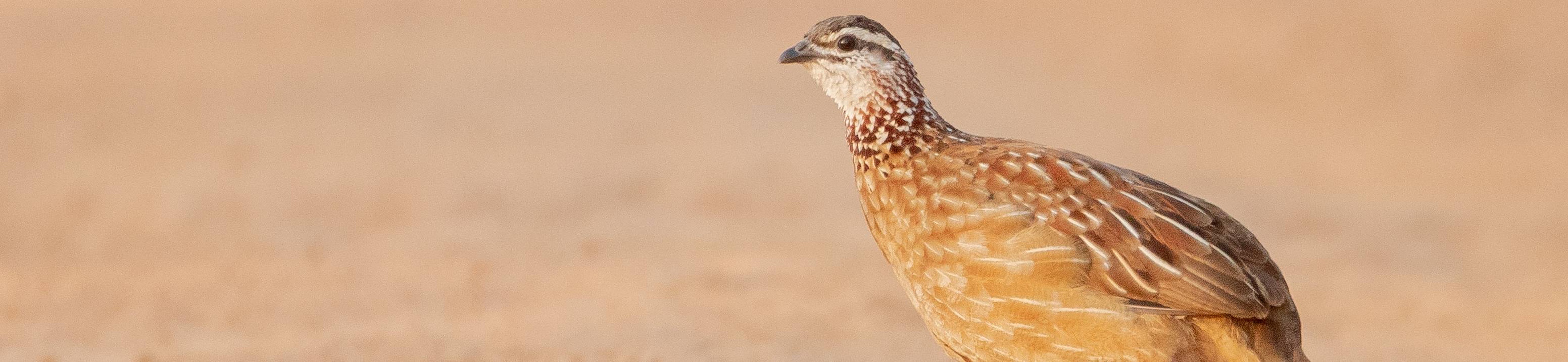 codorniz carrusel