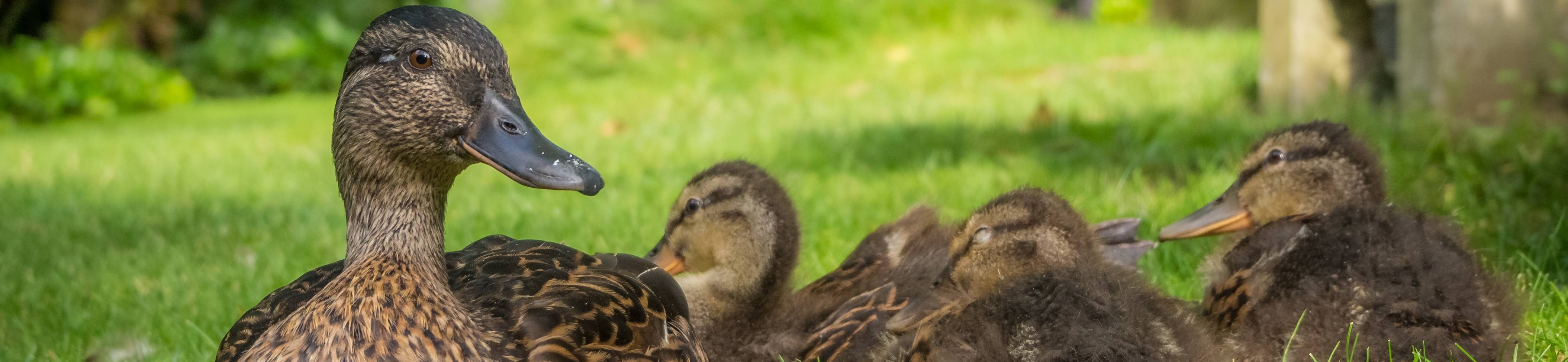 patos carrusel