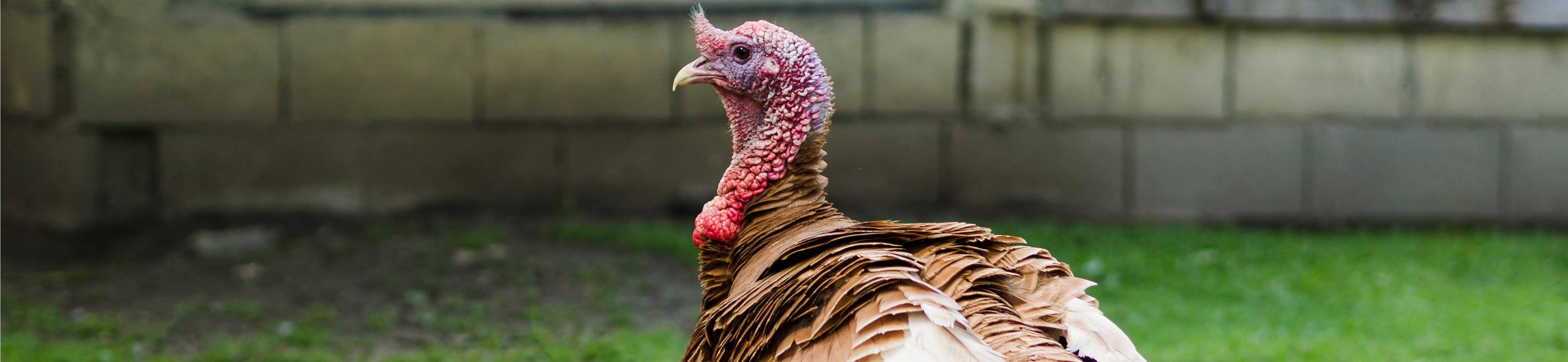pavo carrusel