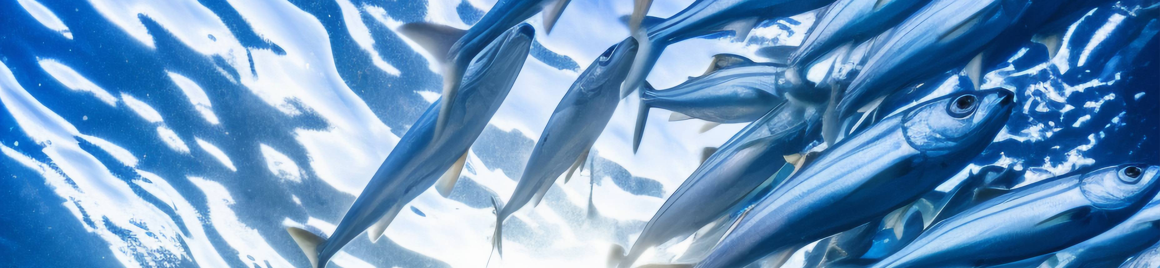 peces acui carrusel
