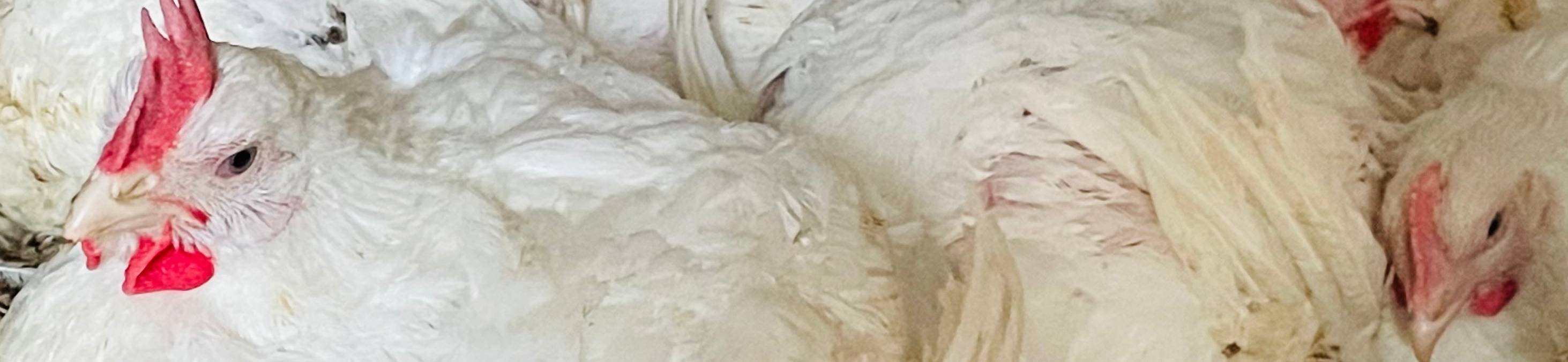 foto pollos de engorde