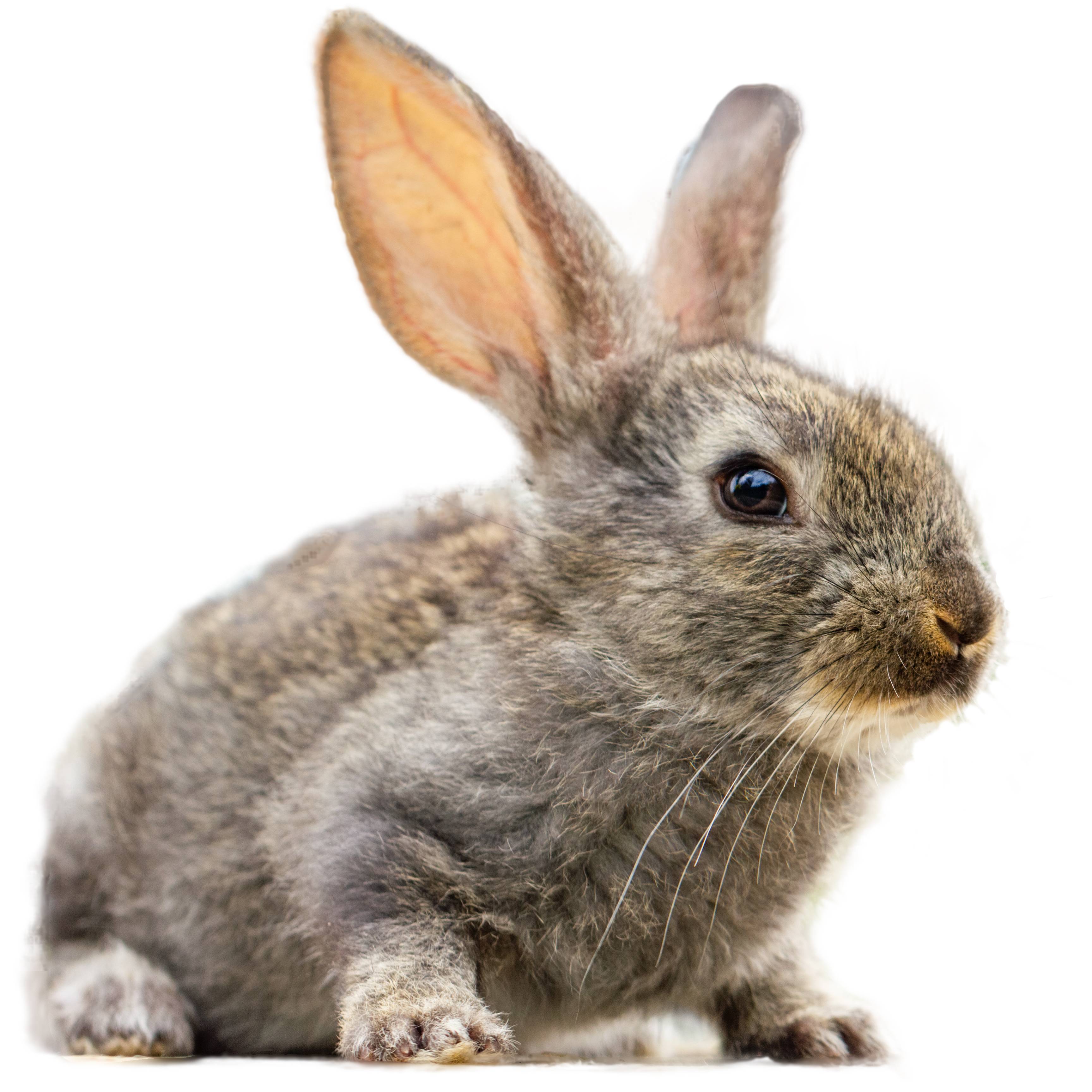 conejo pequeño