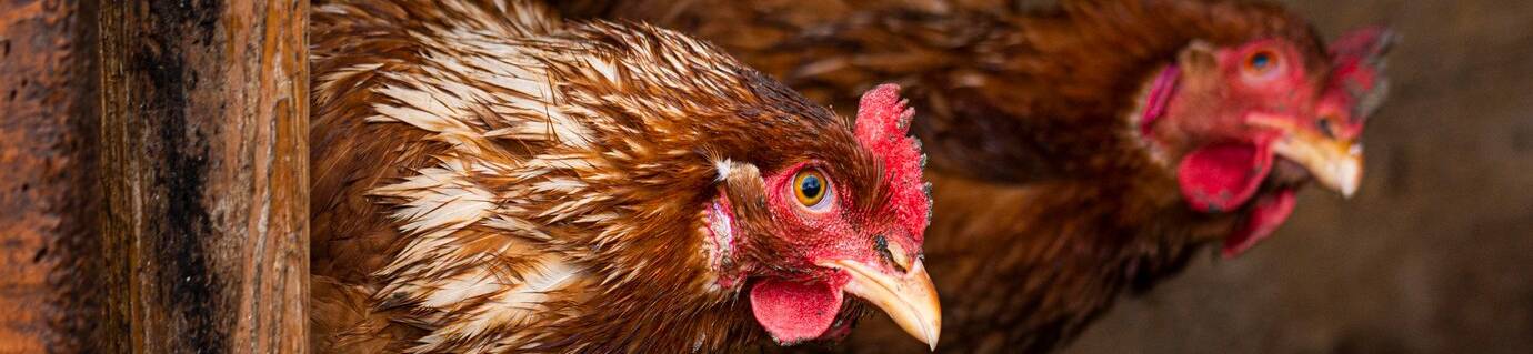 gallina granja