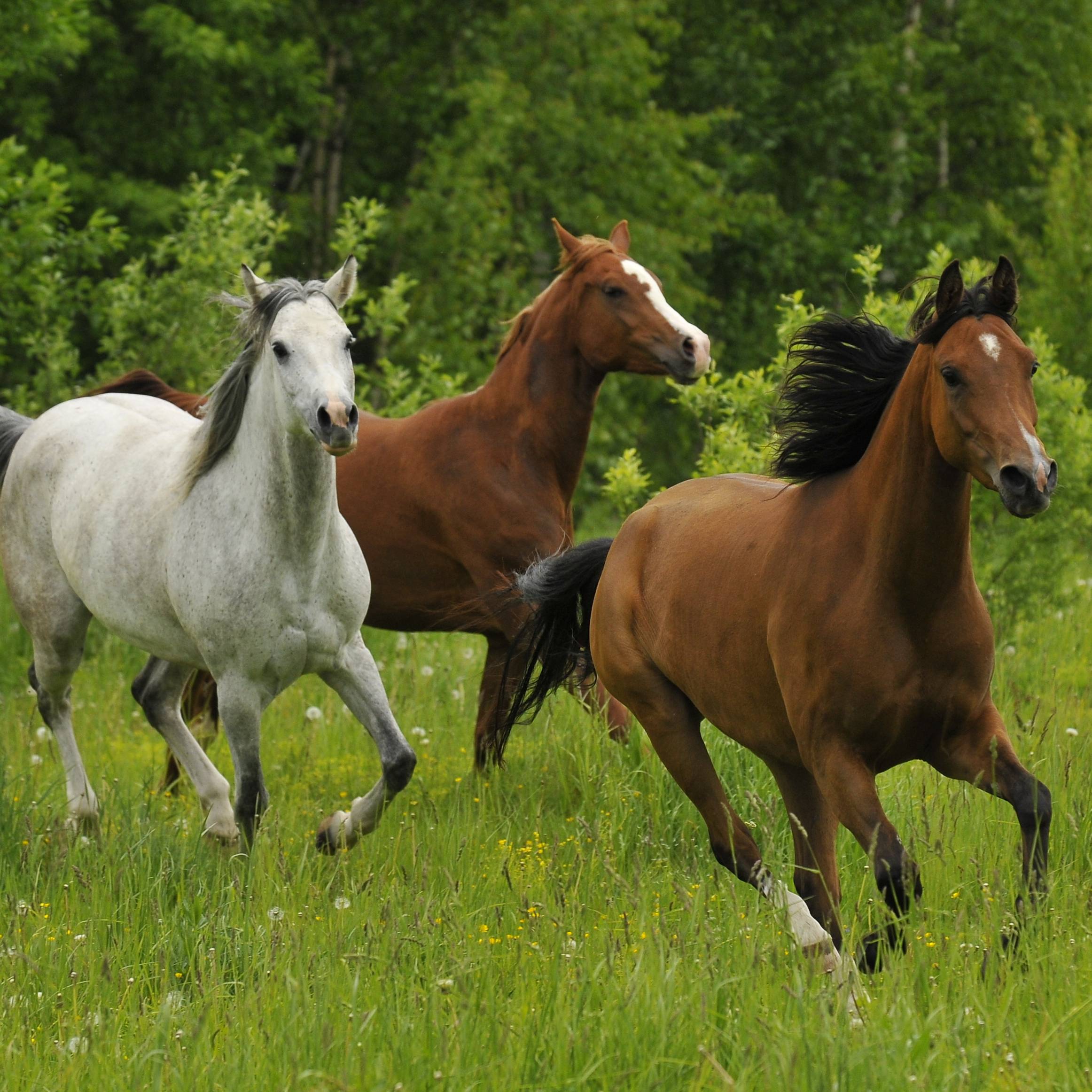 caballos peq