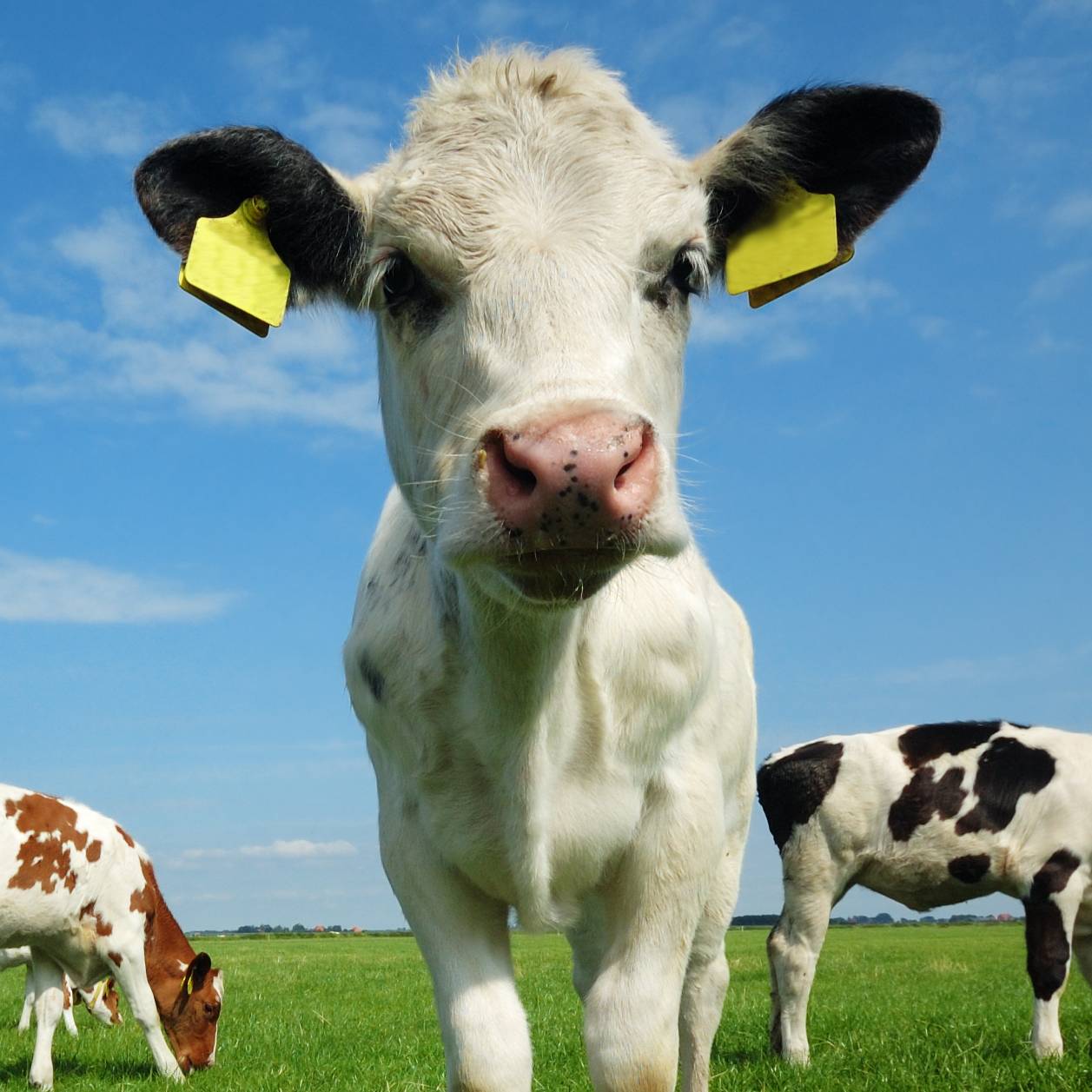 vaca peq