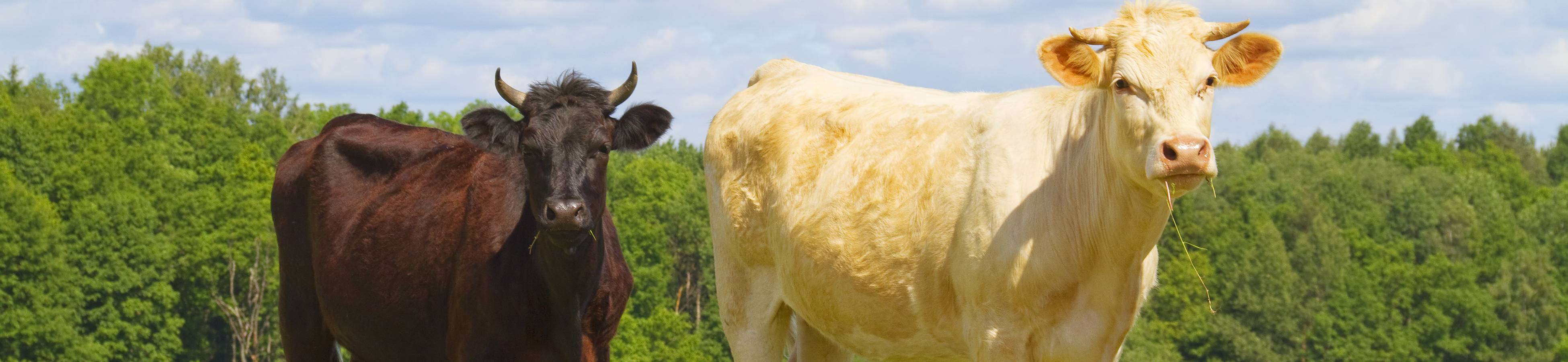 vacas carne granja