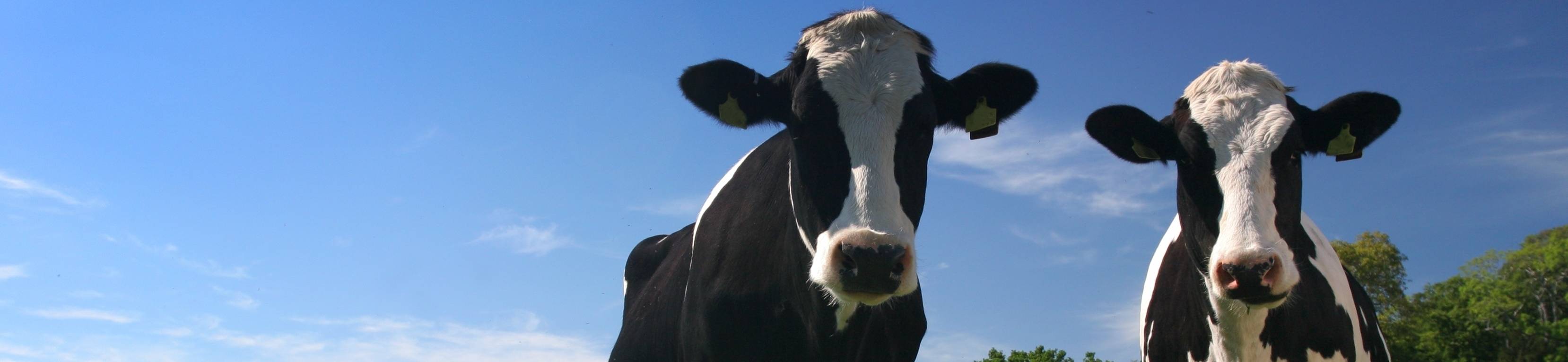 vacas granja