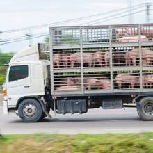 transporte pequeño