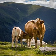 Vaca_monte_1x1