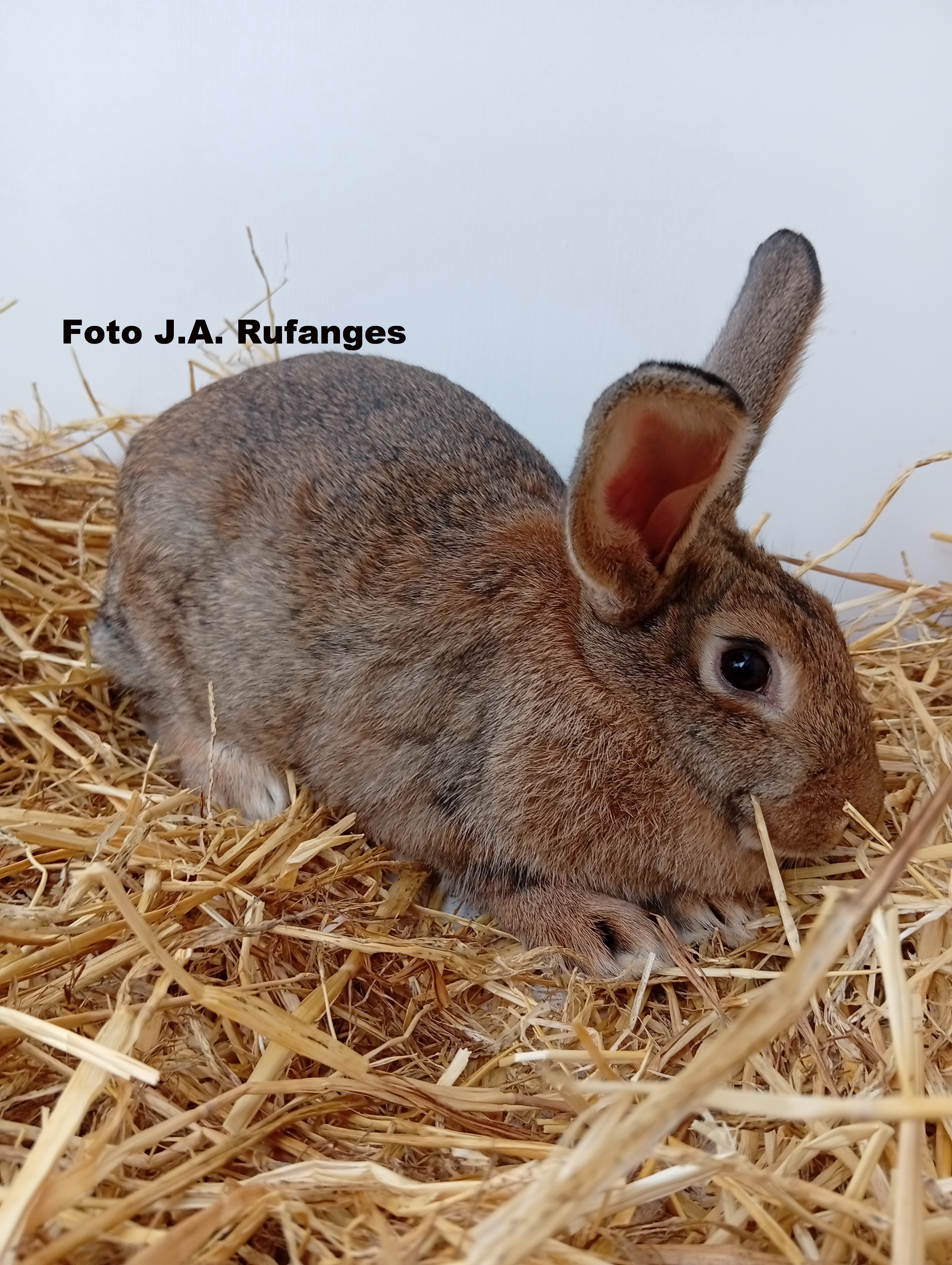 Conejo Antiguo Pardo Español
