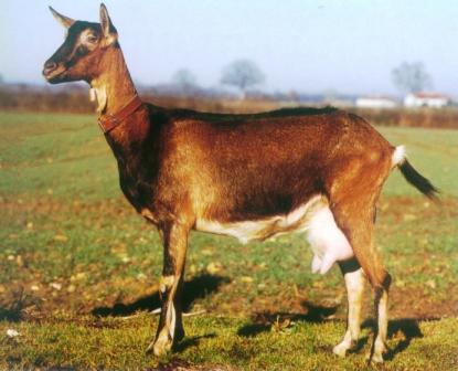 Sexo: Hembra; <br/>Comentario: Fotografía facilitada por FEAGAS