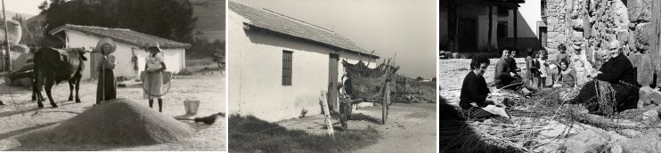 Tres fotografias del fondo histórico: 1-Cribado de trigo. Esparza de Galar (Navarra)1953 2-Carromato. Málaga 1953. 3-Pelado de mimbre.Yuste...