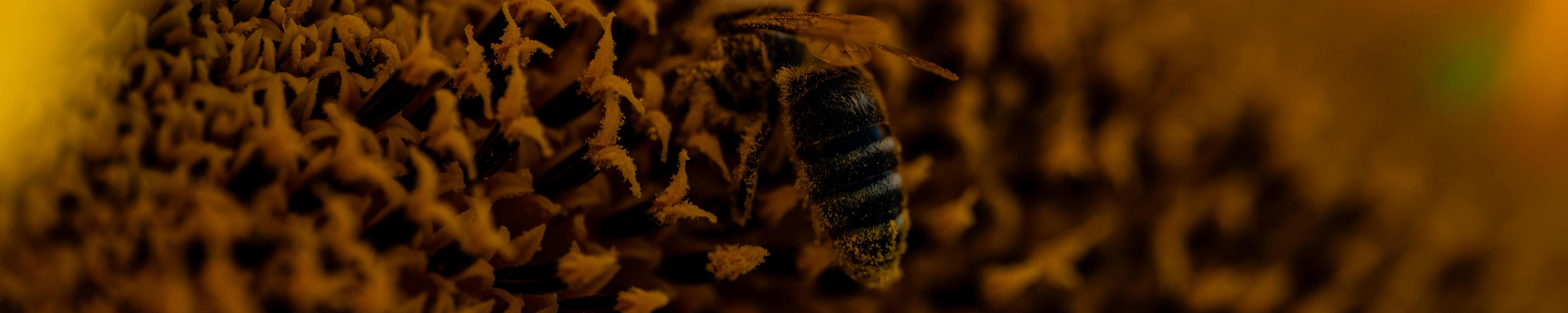 abeja girasol zoom - cabecera 2